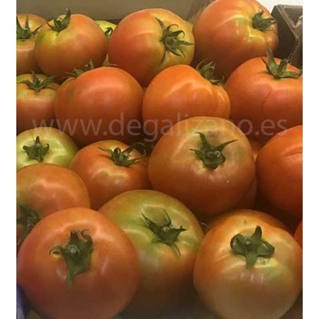 El mejor tomate de Cantabria