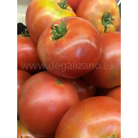 Tomate de Galizano "Zona Norte" Tomate con Sabor